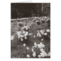 Hadlocks Garden cards
