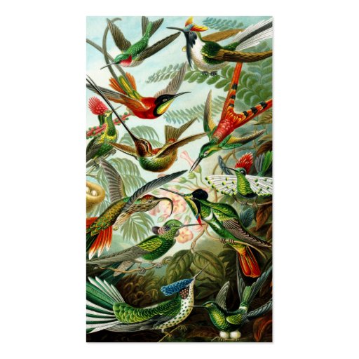 Haeckel Hummingbirds Business Cards (front side)