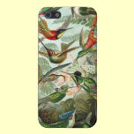 Haeckel Hummingbirds iphone cases