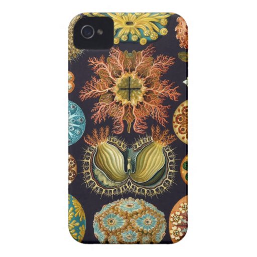 Haeckel iPhone Case - Ascidiae iPhone 4 Cases
