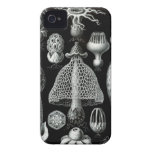 Haeckel iPhone Case - Basimycetes iPhone 4 Cases