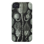 Haeckel iPhone Case - Cystoidea iPhone 4 Cases