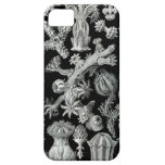 Haeckel iPhone Case - Gorgonida iPhone 5 Case