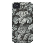 Haeckel iPhone Case - Hexacoralla Case-Mate iPhone 4 Cases