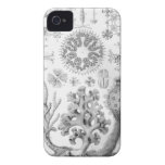 Haeckel iPhone Case - Hexactinellae Case-Mate iPhone 4 Case