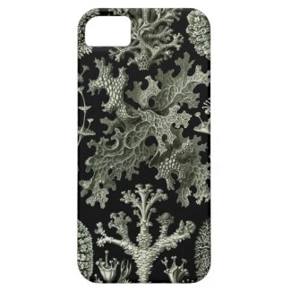 Haeckel iPhone Case - Lichenes iPhone 5 Cases