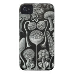 Haeckel iPhone Case - Mycetozoa iPhone 4 Case-Mate Case