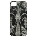 Haeckel iPhone Case - Thoracostraca iPhone 5 Cases