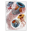 Haeckel Jellyfish cards