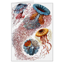 Haeckel Jellyfish cards