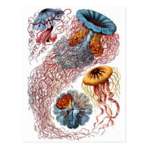 Haeckel Jellyfish Postcards