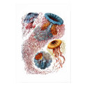 Haeckel Jellyfish Print