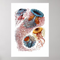 Haeckel Jellyfish Print