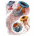 Haeckel Jellyfish t-shirts