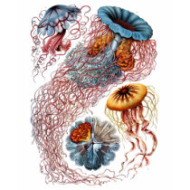Haeckel Jellyfish t-shirts