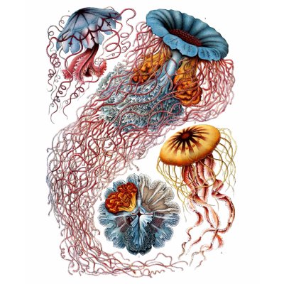 Haeckel Jellyfish Tee Shirts by mosswood