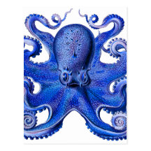 Haeckel Octopus Blue Post Cards
