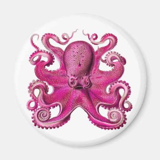 Haeckel Octopus Pink Fridge Magnet