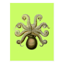 Haeckel Octopus Post Cards