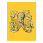 Haeckel Octopus Postcards