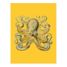 Haeckel Octopus Postcards