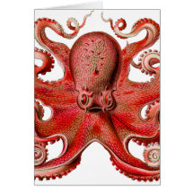 Haeckel Octopus Red Cards