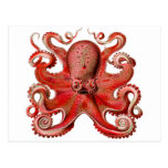 Haeckel Octopus Red Postcards