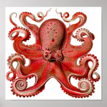 Haeckel Octopus Red Print