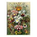 Haeckel Orchids Print
