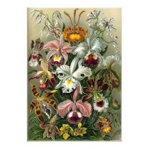 Haeckel Orchideen-Druck poster by mosswood Haeckel Orchideen-Druck poster