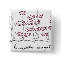Haemophilus Ducreyi button buttons