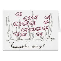 Haemophilus Ducreyi card