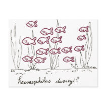 Haemophilus Ducreyi postcard postcards