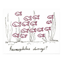 Haemophilus Ducreyi print