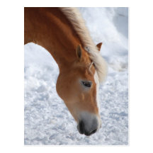 Haflinger 1 post card