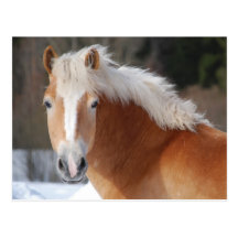 Haflinger 3 post card
