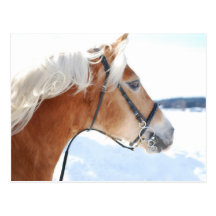 Haflinger 5 postcards