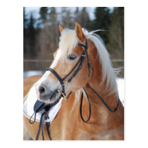 Haflinger 6 post cards