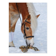 Haflinger 7 postcard