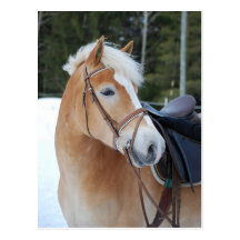 Haflinger 8 post card