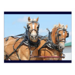Haflinger Horses Postcard