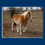 Haflinger postcards