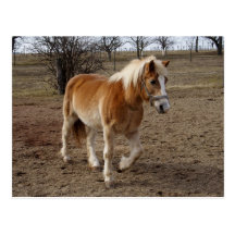 Haflinger Post Cards
