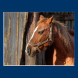 Haflinger postcards