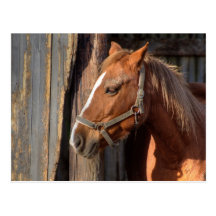 Haflinger Post Cards