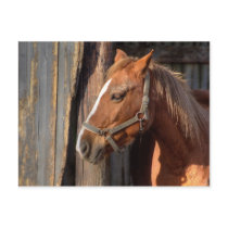 Haflinger Post Cards