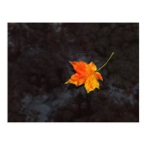 autumn, leaf, water, ripple, rocks, Postcard with custom graphic design