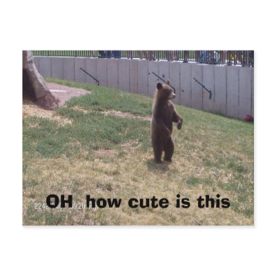hailey camera 925, OH  how cute is this Postcard by babygirl5113
