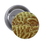 Hair Louse - chest Pin