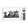 Hairless Cats Postage Stamps